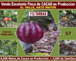 ULTIMA REBAJA en Finca de CACAO en PRODUCCION, 112 tareas, en El Valle de HATO MAYOR, Super Oportunidad para Producir ingresos - Apartamentos en El Valle