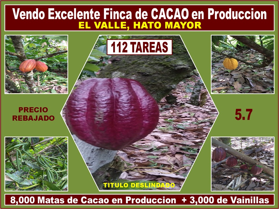 ULTIMA REBAJA en Finca de CACAO en PRODUCCION, 112 tareas, en El Valle de HATO MAYOR, Super Oportunidad para Producir ingresos