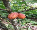 ULTIMA REBAJA en Finca de CACAO en PRODUCCION, 112 tareas, en El Valle de HATO MAYOR, Super Oportunidad para Producir ingresos - Apartamentos en El Valle