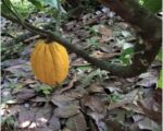 ULTIMA REBAJA en Finca de CACAO en PRODUCCION, 112 tareas, en El Valle de HATO MAYOR, Super Oportunidad para Producir ingresos - Apartamentos en El Valle
