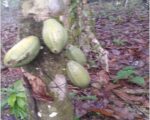 ULTIMA REBAJA en Finca de CACAO en PRODUCCION, 112 tareas, en El Valle de HATO MAYOR, Super Oportunidad para Producir ingresos - Apartamentos en El Valle