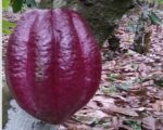 ULTIMA REBAJA en Finca de CACAO en PRODUCCION, 112 tareas, en El Valle de HATO MAYOR, Super Oportunidad para Producir ingresos - Apartamentos en El Valle