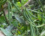 ULTIMA REBAJA en Finca de CACAO en PRODUCCION, 112 tareas, en El Valle de HATO MAYOR, Super Oportunidad para Producir ingresos - Apartamentos en El Valle
