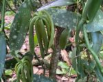 ULTIMA REBAJA en Finca de CACAO en PRODUCCION, 112 tareas, en El Valle de HATO MAYOR, Super Oportunidad para Producir ingresos - Apartamentos en El Valle