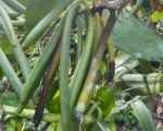 ULTIMA REBAJA en Finca de CACAO en PRODUCCION, 112 tareas, en El Valle de HATO MAYOR, Super Oportunidad para Producir ingresos - Apartamentos en El Valle