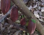 ULTIMA REBAJA en Finca de CACAO en PRODUCCION, 112 tareas, en El Valle de HATO MAYOR, Super Oportunidad para Producir ingresos - Apartamentos en El Valle