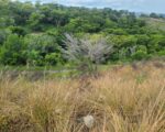 Solar en venta con vista al mar, en Gaspar Hernández - Solares en Espaillat